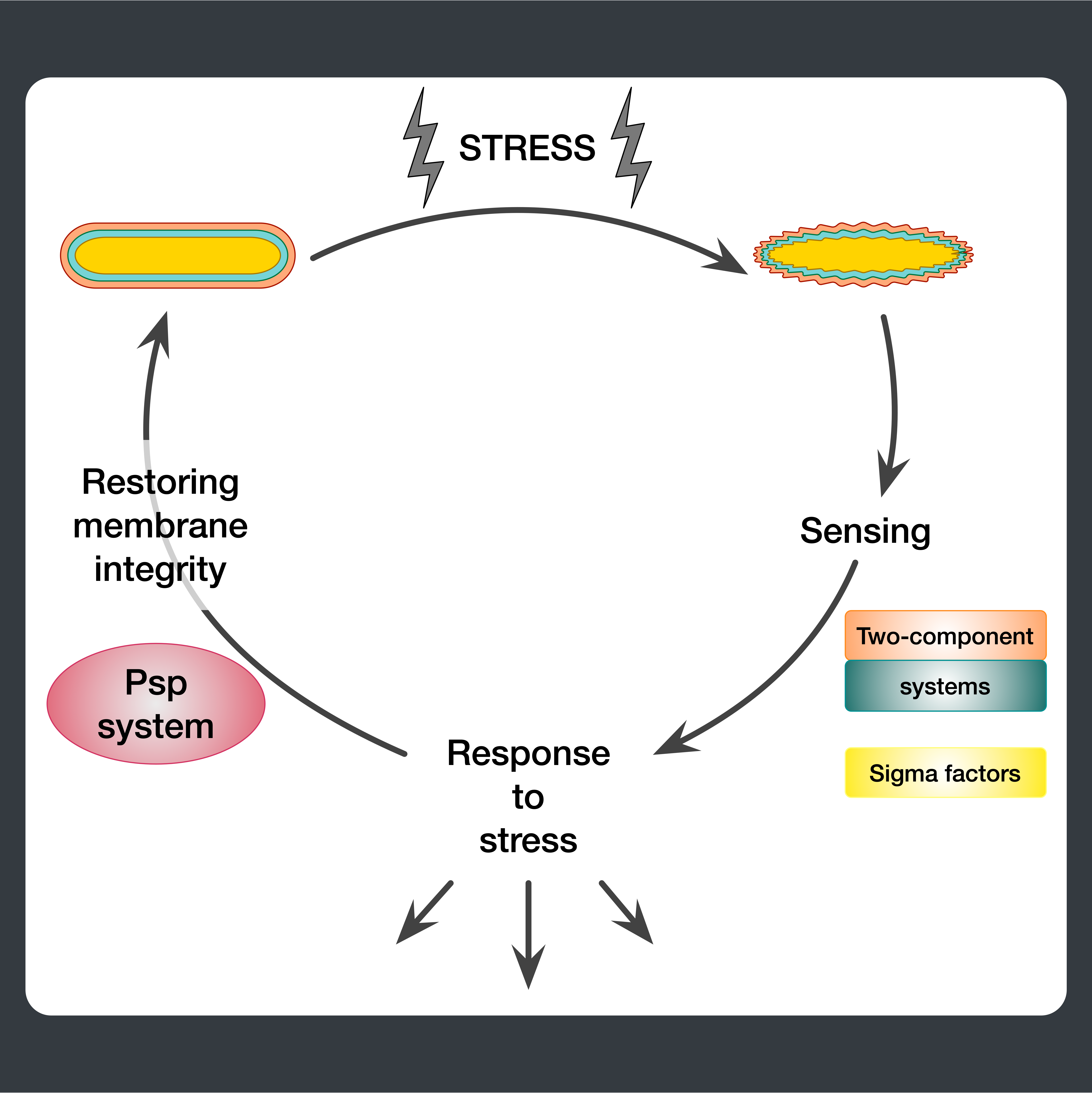 Bacterial Stress Response | Janani Ravi