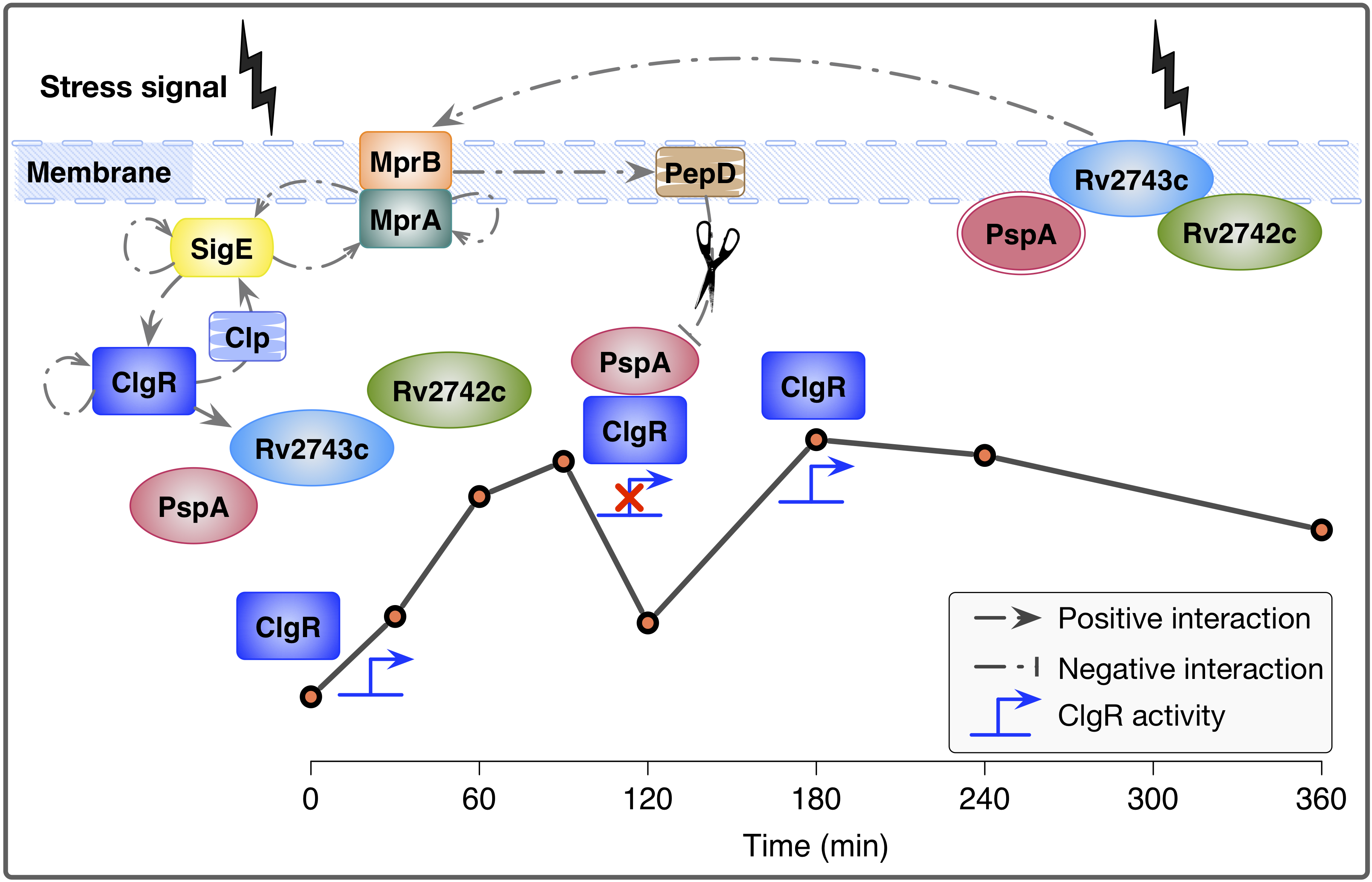 Janani Ravi The Psp system of Mycobacterium tuberculosis integrates envelope stress ...